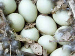 App Sale: Queen Ester 100% Cotton Sateen Fabric in Real Duck Egg